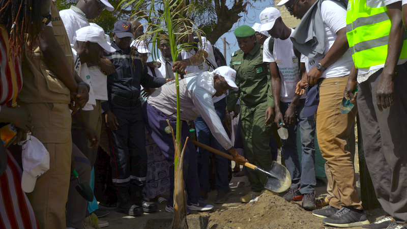 Saint-Louis : lancement de la végétalisation avec 94 palmiers royaux sur l'avenue Macky SALL