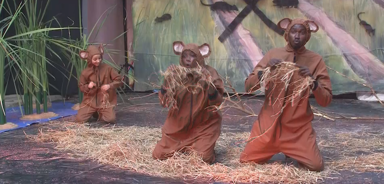 Saint-Louis : le théâtre sensibilise aux rongeurs nuisibles