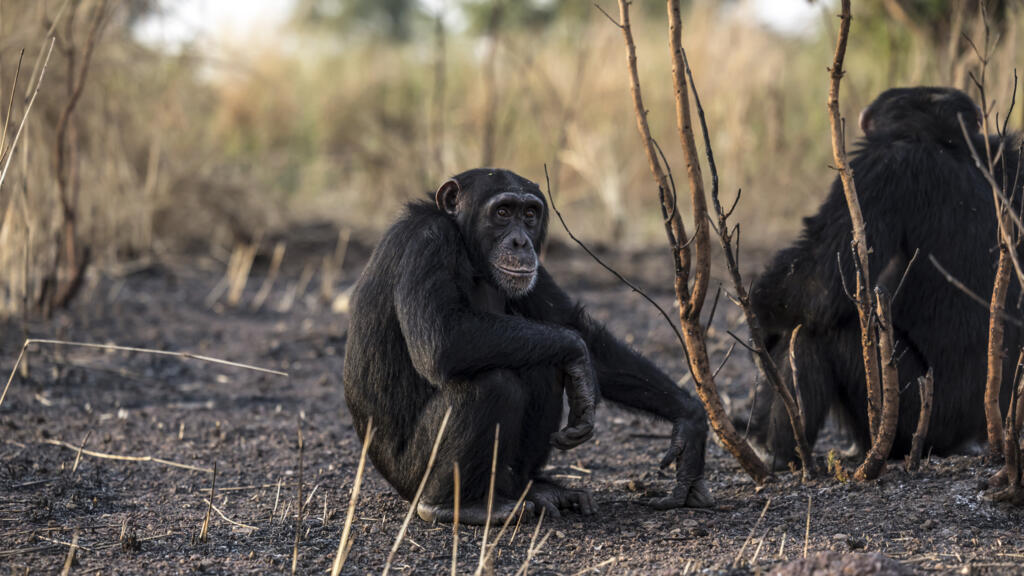 Incendie à Dindéfélo : Les derniers chimpanzés du Sénégal menacés