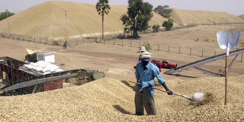 Campagne arachidière 2026 : La Sonacos bat un record historique avec 205 000 tonnes collectées