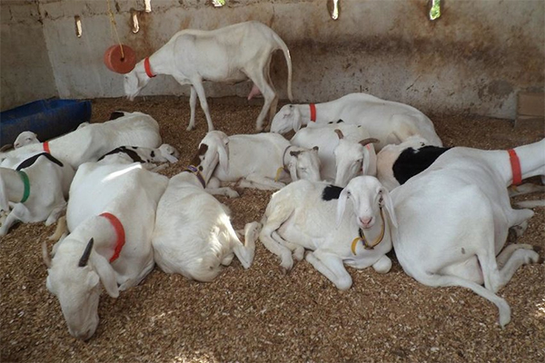 Tivaouane : 5 moutons Ladoum emportés par des assaillants armés