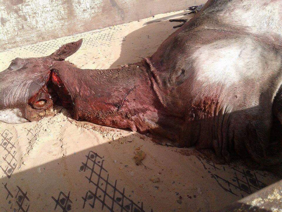 Urgent - Après l'âne, le cheval: Des gens pris en flagrant délit, Gendarmerie de Hann envahie