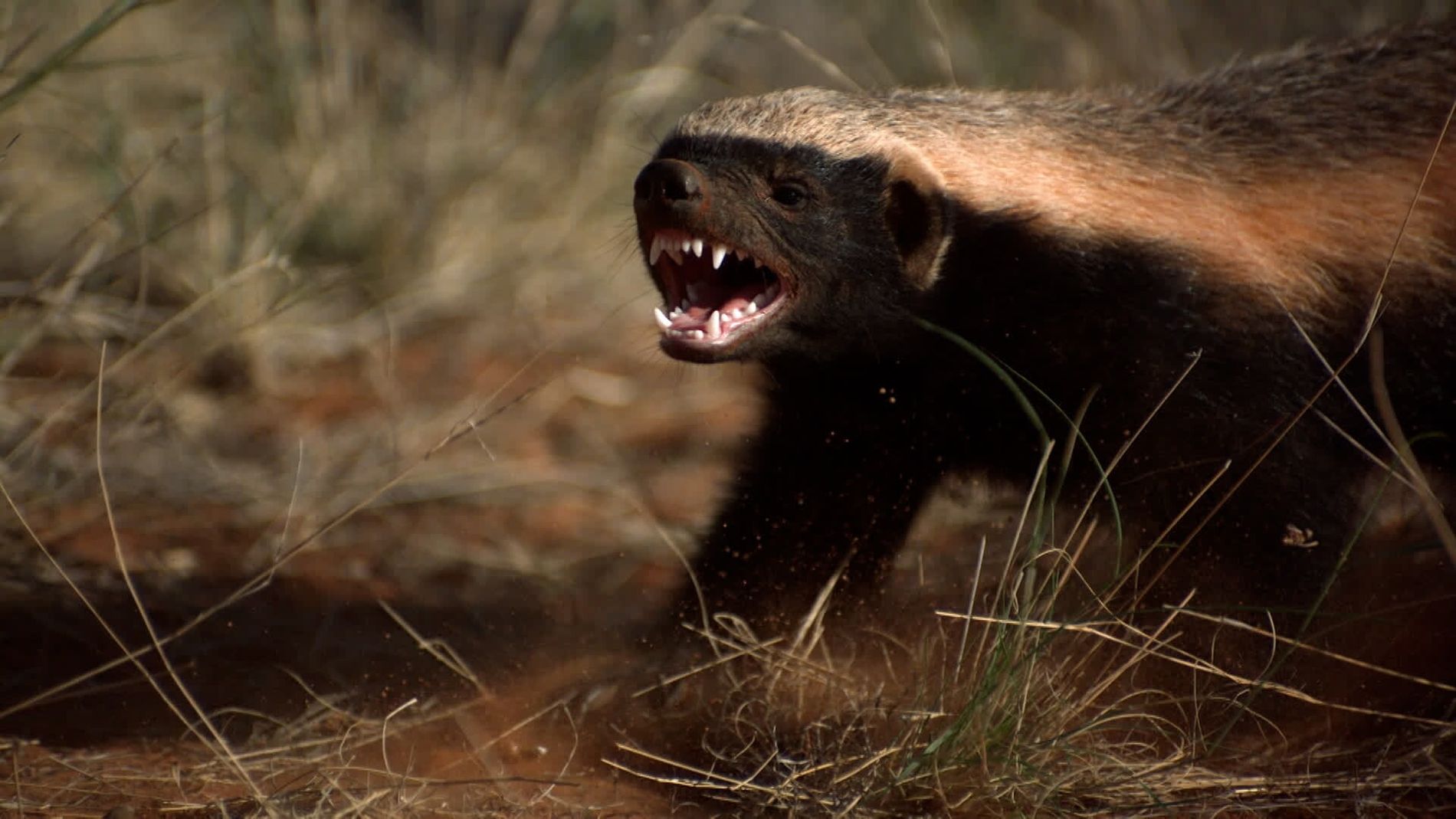 Psychose à Mbour : l'animal "le plus féroce au monde" repéré en pleine ville