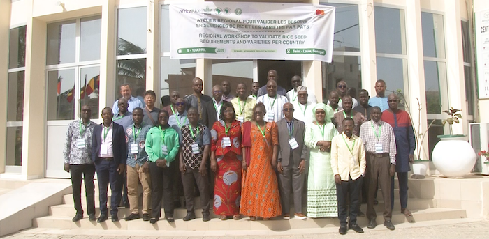 Programme REWARD : Vers une feuille de route pour les semences de riz en Afrique de l’Ouest