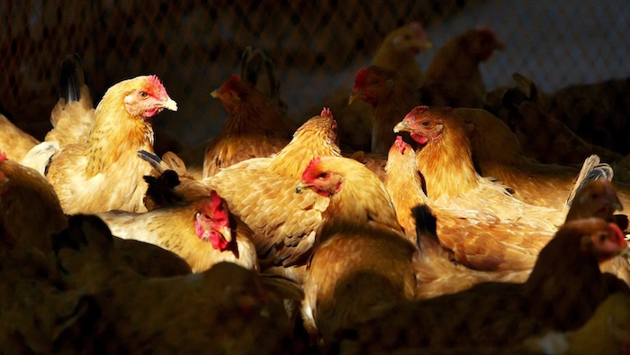 Santé : Un premier cas humain de grippe aviaire en Europe lié à un séjour au Sénégal