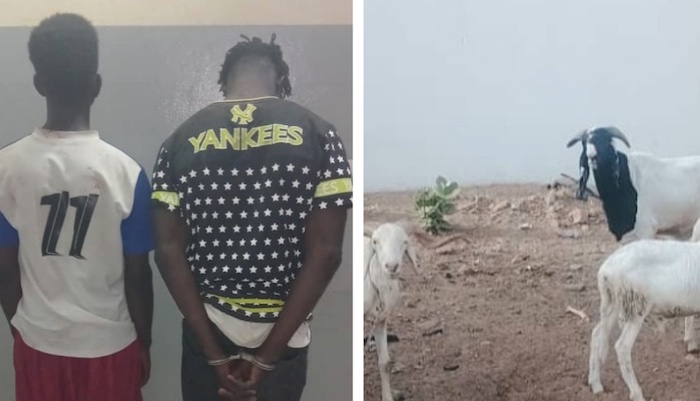 Lutte contre le vol de bétail : Coup de filet de la Sûreté Urbaine de Kaolack