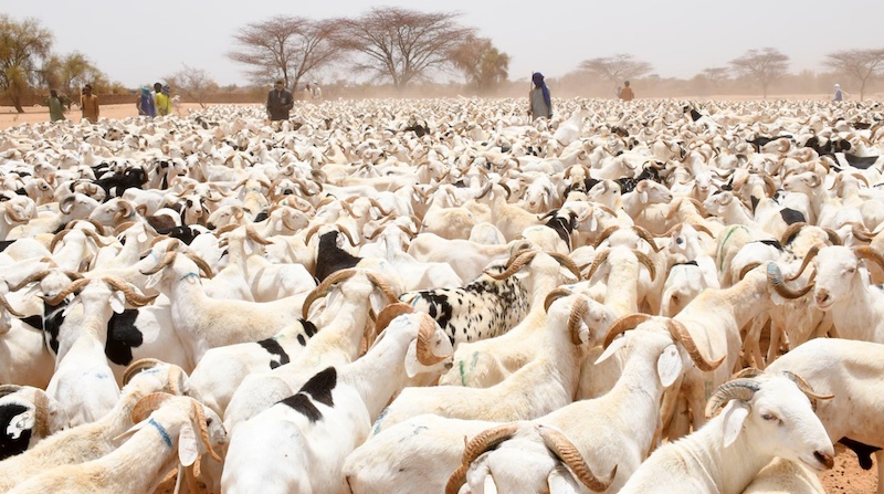 Tabaski 2026 : le dimanche 19 avril 2026, 1er jour du mois de Dhul Qa’da, selon la CONACOC