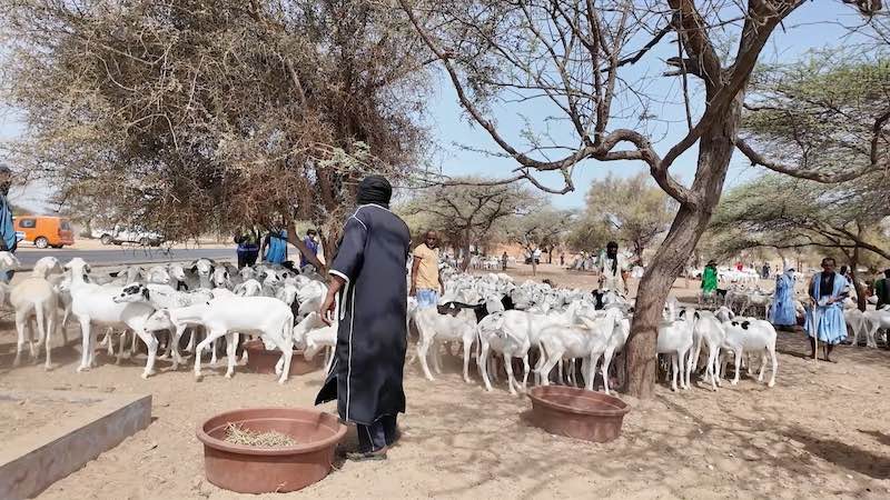 Tabaski 2026 : Saint-Louis annonce un besoin de 222 000 moutons