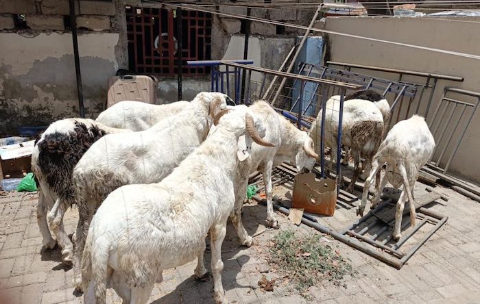 Dakar : Une cache de malfaiteurs démantelée par la BR de Faidherbe à la Médina