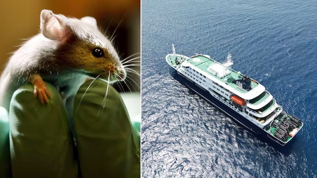 Alerte Hantavirus : les autorités renforcent la vigilance nationale
