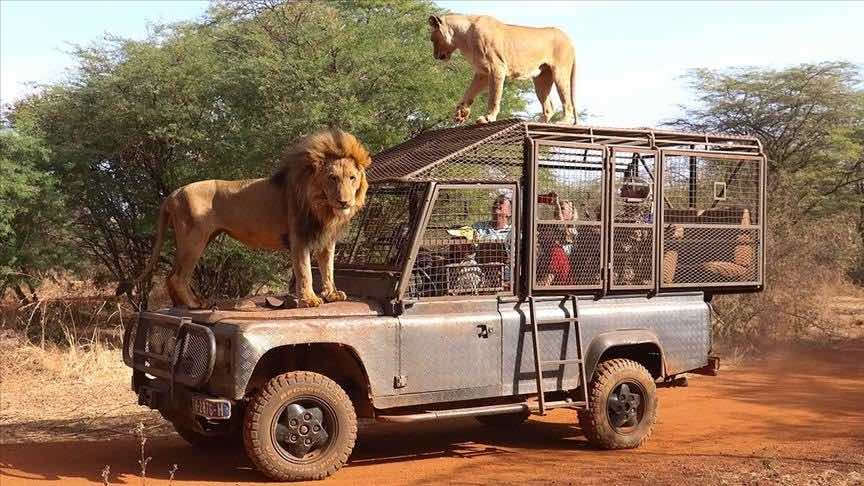 Environnement : Lions, éléphants et rhinocéros au cœur du projet Lion Rouge.