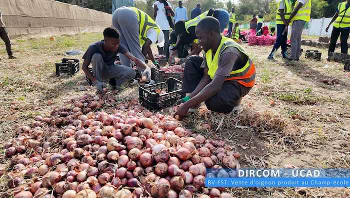 UCAD : performance record de 87 tonnes d’oignons à l’hectare pour les étudiants de la FST