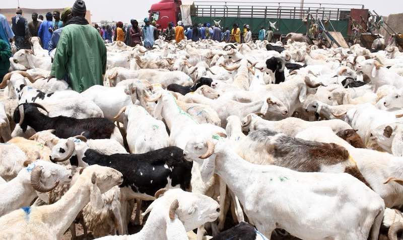 Tabaski 2026 : Plus de 490 000 moutons déjà recensés, le Secrétaire d’État Alpha Ba rassure