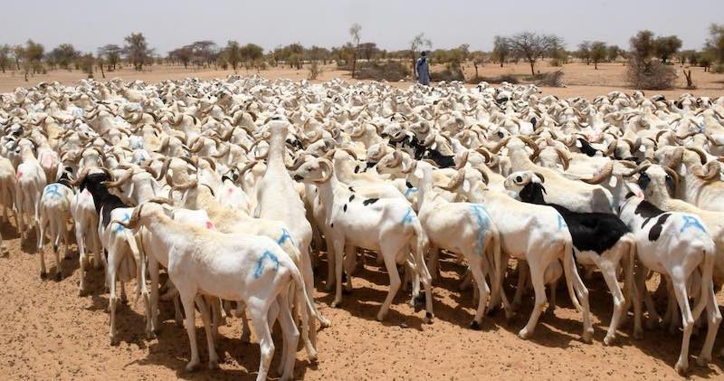 Approvisionnement Tabaski 2026 : Mabouba Diagne annonce des chiffres records à Médina Ndiathbé
