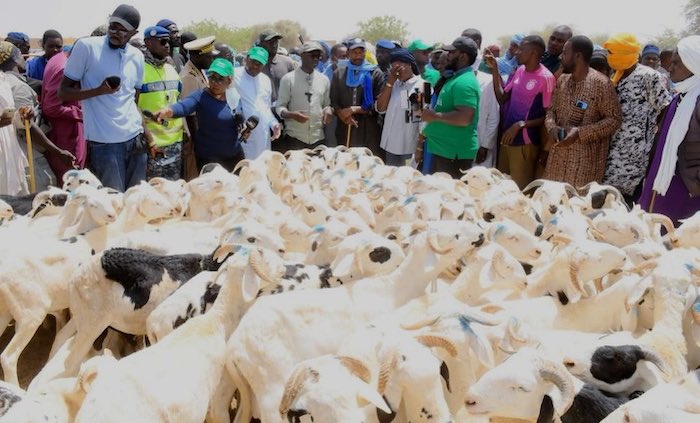 Opération Tabaski 2026 : Mabouba Diagne annonce un record de 47 322 moutons convoyés depuis le forail de Dahra