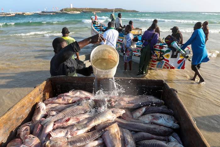 Gestion halieutique : le ministère de la Pêche attribue quatre licences d'exploitation côtière pour approvisionner le marché intérieur