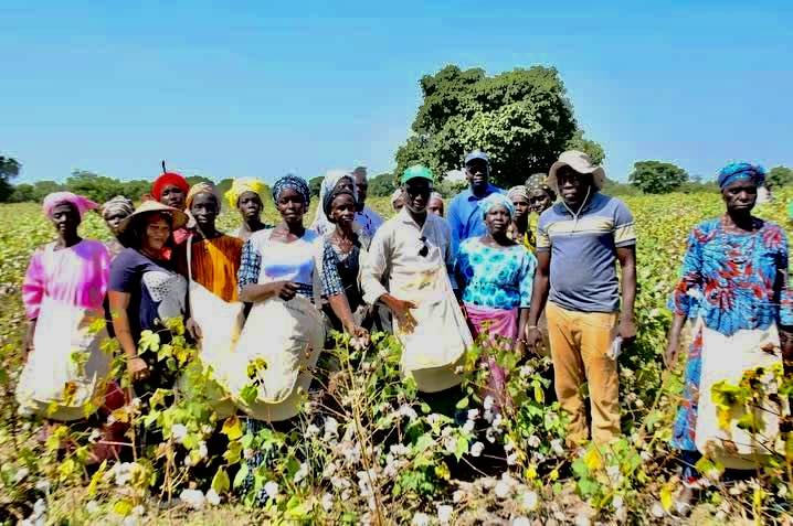 Relance cotonnière : Le Sénégal vise 100 000 tonnes et mise sur la transformation locale