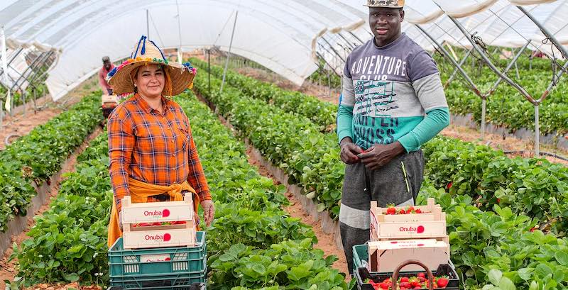 Migration circulaire : une deuxième cohorte de 50 travailleurs agricoles départ pour l'Espagne