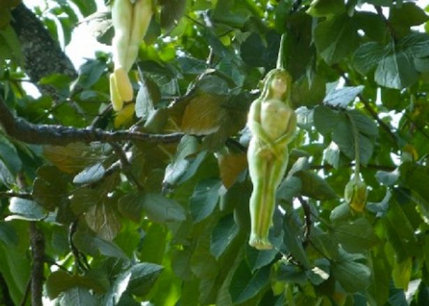 Choquant! « Un arbre mystérieux produit des fruits en forme de femmes nue» (photos)