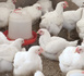https://www.ndarinfo.com/​Korite-et-elevage-de-poulets-au-coeur-de-l-activite-des-aviculteurs_a40659.html