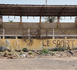 https://www.ndarinfo.com/Navetanes-un-calendrier-fixe-mais-des-infrastructures-absentes-a-Saint-Louis_a40856.html