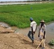 https://www.ndarinfo.com/Podor-plus-de-500-hectares-de-terres-agricoles-inondes_a41770.html
