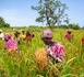 https://www.ndarinfo.com/Sans-adaptation-climatique-l-agriculture-senegalaise-pourrait-perdre-18-de-sa-production_a42414.html