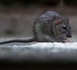 https://www.ndarinfo.com/Alerte-a-l-hantavirus-dans-l-Atlantique-trois-morts-signales-sur-un-navire-de-croisiere_a44467.html