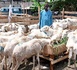 https://www.ndarinfo.com/Preparatifs-Tabaski-2026-le-President-Bassirou-Diomaye-Faye-ordonne-un-dispositif-d-urgence_a44537.html
