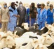 https://www.ndarinfo.com/Tabaski-2026-la-Mauritanie-envoie-plus-de-123-000-tetes-pour-le-marche_a44580.html