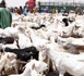 https://www.ndarinfo.com/Tabaski-2026-Plus-de-490-000-moutons-deja-recenses-le-Secretaire-d-Etat-Alpha-Ba-rassure_a44682.html