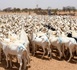 https://www.ndarinfo.com/Approvisionnement-Tabaski-2026-Mabouba-Diagne-annonce-des-chiffres-records-a-Medina-Ndiathbe_a44708.html