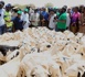 https://www.ndarinfo.com/Operation-Tabaski-2026-Mabouba-Diagne-annonce-un-record-de-47-322-moutons-convoyes-depuis-le-forail-de-Dahra_a44720.html