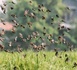 https://www.ndarinfo.com/Vallee-du-fleuve-Senegal-un-CRD-a-Saint-Louis-pour-planifier-la-campagne-de-lutte-anti-aviaire-2026_a44764.html