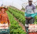 https://www.ndarinfo.com/Migration-circulaire-une-deuxieme-cohorte-de-50-travailleurs-agricoles-depart-pour-l-Espagne_a45247.html