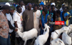TABASKI : Mansour FAYE achète deux béliers après une visite au foirail de DAROU (vidéo) TABASKI : Mansour FAYE achète deux béliers après une visite au foirail de DAROU (vidéo)