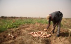 Saint-Louis parmis les quatre régions où vivent les Sénégalais les plus mal nourris.