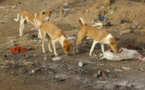 Saint-Louis : 29 personnes tuées par des chiens enragés, en 2016. Saint-Louis : 29 personnes tuées par des chiens enragés, en 2016.
