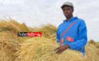 Saint - Louis : 20 milliards pour le secteur agricole