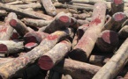 Trafic de bois, plus de 500 troncs d'arbres découverts dans les forêts de Maka et Dialocoto Trafic de bois, plus de 500 troncs d'arbres découverts dans les forêts de Maka et Dialocoto