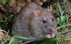 NDIAYE ET NGOMENE : des rats sabotent les rendements agricoles.