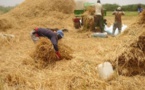 Farba Senghor : « Les récoltes sont catastrophiques»