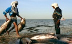 " Toutes nos pirogues sont à terre faute de main d’œuvre étrangère ", crie un mareyeur mauritanien