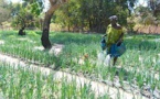 Sénégal : les femmes possèdent moins de 20% des terres agricoles, selon un rapport de la FAO