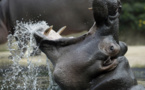 URGENT - NDIAWDOUNE : une pirogue attaquée par un hippopotame. Des fouilles en cours pour retrouver le pêcheur.