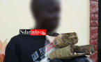 Saint-Louis - Fin de cavale d’un « mystérieux » dealer : les grosses surprises d’une perquisition chez un caïd, employeur d’enfants ( photos ) Saint-Louis - Fin de cavale d’un « mystérieux » dealer : les grosses surprises d’une perquisition chez un caïd, employeur d’enfants ( photos )