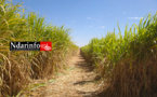 CSS - KT150:  la production de sucre au Sénégal a quadruplé au 4e trimestre 2016