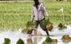La vente du riz paddy, le défi à relever