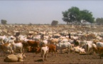 La loi sur le vol de bétail bien accueillie par les éleveurs La loi sur le vol de bétail bien accueillie par les éleveurs
