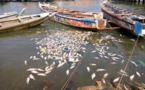 Poissons sur les berges : il faut sanctionner les auteurs de cette indiscipline.